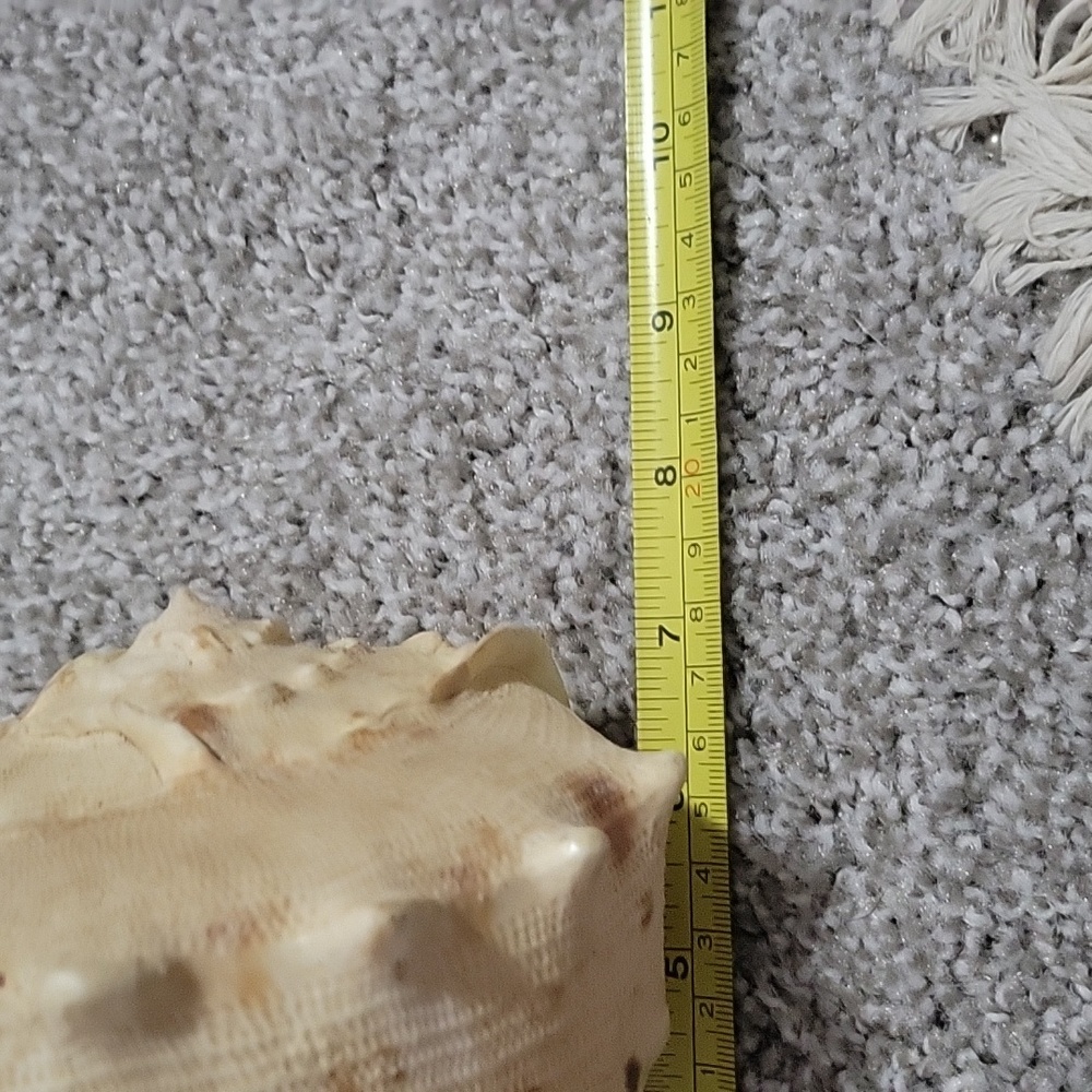 Queen Conch shell - Picture 6 of 8